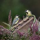 2 great tits on an old bucket by Ina Hendriks-Schaafsma thumbnail