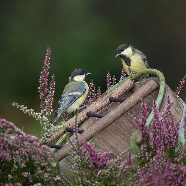 2 great tits on an old bucket by Ina Hendriks-Schaafsma