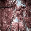 Infrared forest in Müllerthal, Little Switzerland, Luxembourg from a unique perspective by Hidden Light Gallery