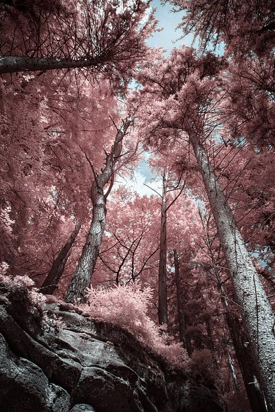 Infrared forest in Müllerthal, Little Switzerland, Luxembourg from a unique perspective by Hidden Light Gallery
