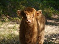 Mooh says the cow.