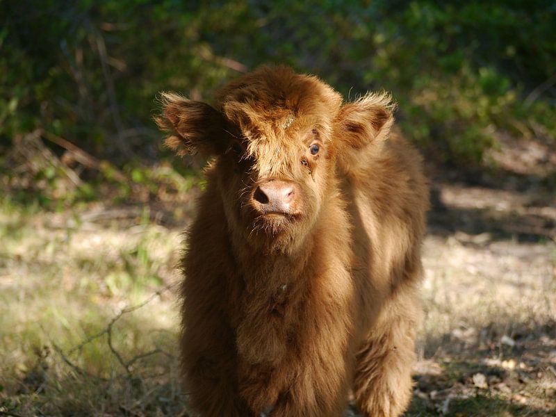Mooh says the cow. van Isis van Noort