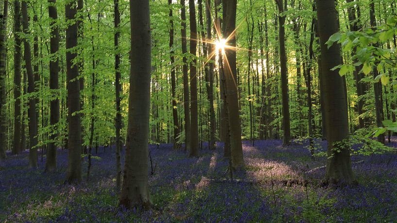 Hallerbos by Laura van Grinsven