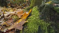 Moss