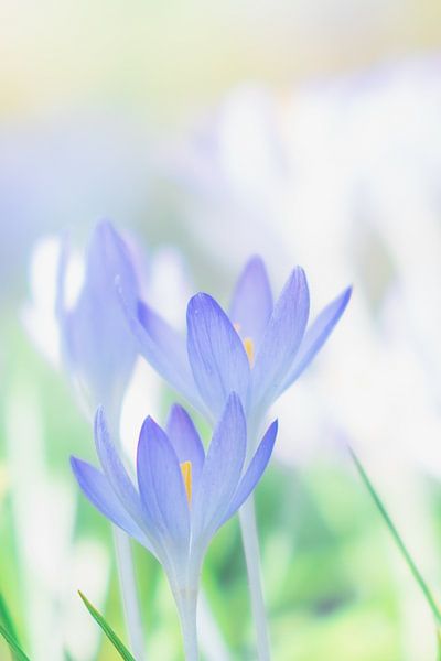 Frühling &amp; Blumen von Nicole Geerinck