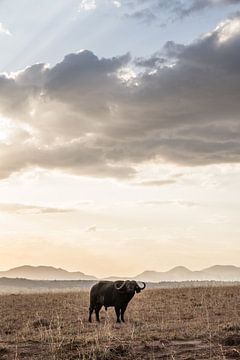 Afrikaanse buffel in Oeganda van Photolovers reisfotografie