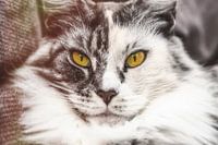 Mainecoon cat