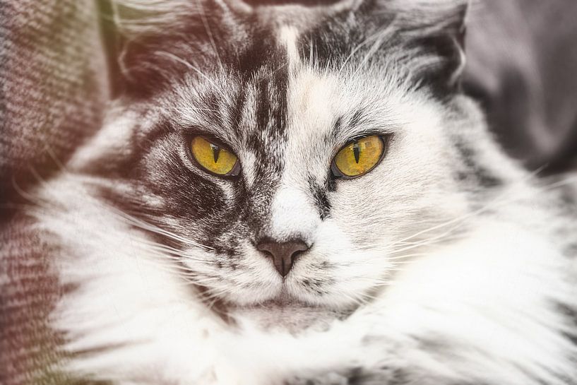 Mainecoon cat by Sebastiaan van Stam Fotografie