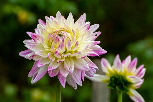Bloemen