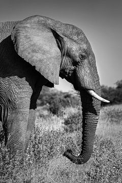 Close-up van een olifant in de natuur van Afrika (zwart wit versie) van Chi