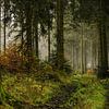 Het donkere bos van Geert-Jan Timmermans