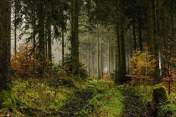 Het donkere bos van Geert-Jan Timmermans