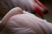 Resting Flamingo - resting flamingo