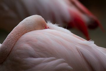 Rustende flamingo - rustende flamingo van Joachim Küster