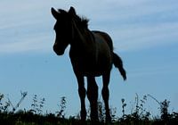 Silhouette van een konik paarden veulen