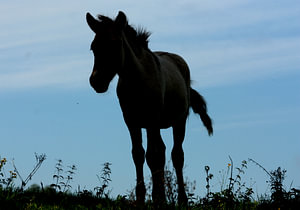 Silhouette van een konik paarden veulen