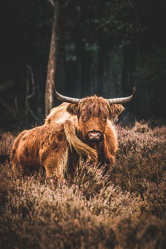 Schotse Hooglander met jong in het Deelerwoud op de Veluwe