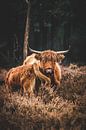 Schotse Hooglander met jong in het Deelerwoud op de Veluwe van Expeditie Aardbol thumbnail