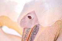 Pelican