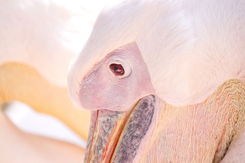 Pelican by A. van der Burg