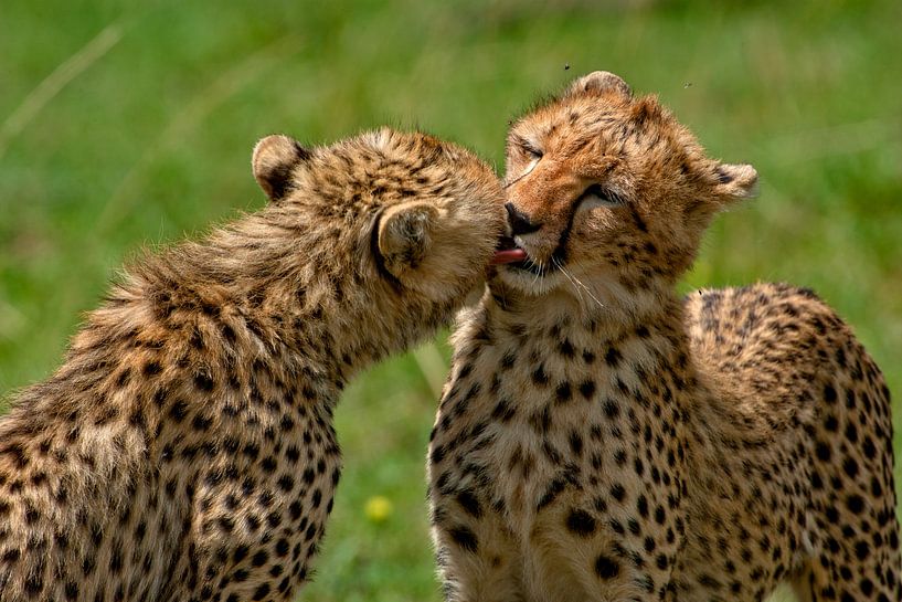 spielende Geparden von Peter Michel