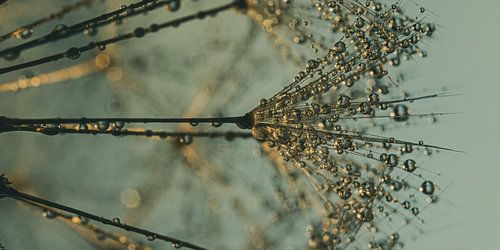 Turquoise panorama of drops on a dandelion by Marjolijn van den Berg