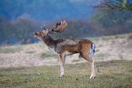 Hirsche aus der Bronzezeit von Ed Klungers