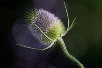 Wilde Karde in Blüte