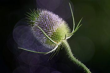 Wilde kaardenbol in bloei