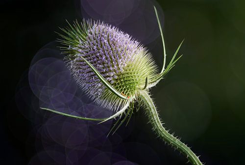 Carde sauvage en fleur