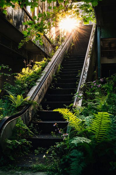 Verlassene Treppe im Dschungellicht von Poster Art Shop