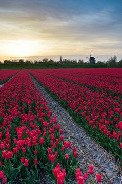 Holland tulpen bij Alkmaar van Martin Jansen