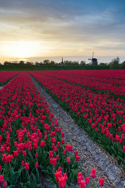 Holland tulpen bij Alkmaar par Martin Jansen