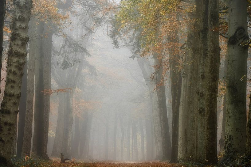 Forest photography &quot;the little bench&quot; by Björn van den Berg