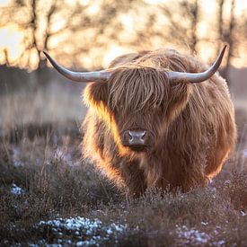 Schotse hooglander in een Drents winterlandschap van Marc van der Duin
