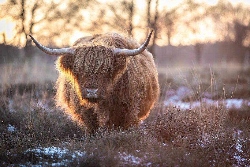 Scottish highlander in a Drenthe winter landscape by Marc van der Duin