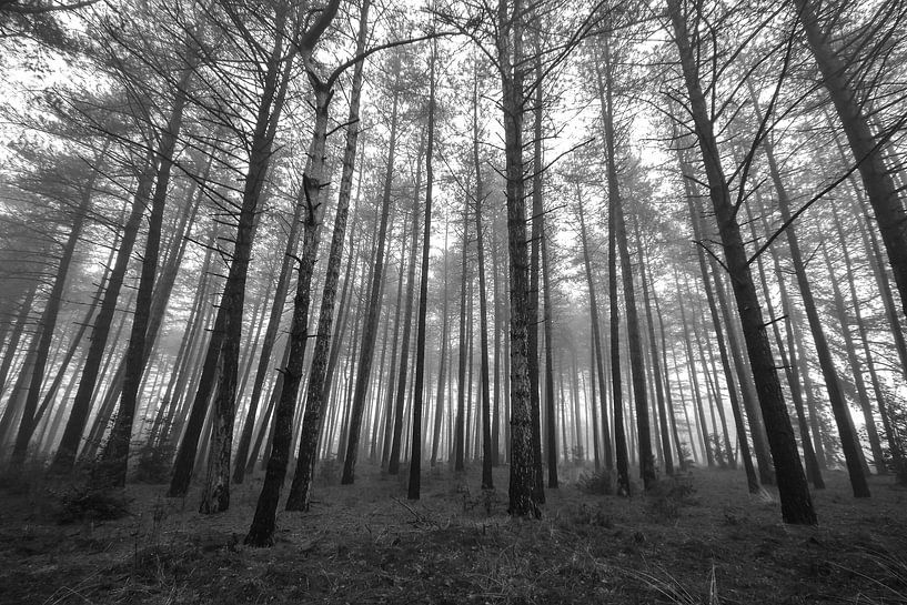 die Stille des Waldes von Bart Liesenborgs