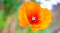 Bloem oranje wilde bloemen van Erwin Heuver thumbnail