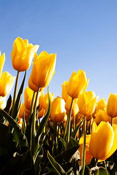 Gelbe Tulpen aus dem Polder