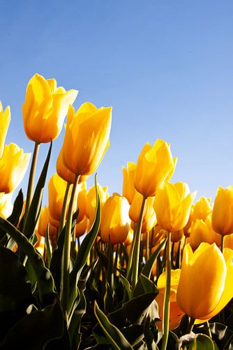Gele tulpen uit de polder