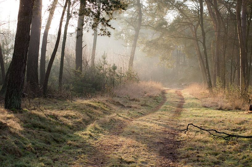 Facing the fog by Whis' photos