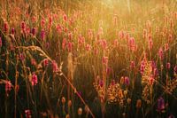 wild orchid
