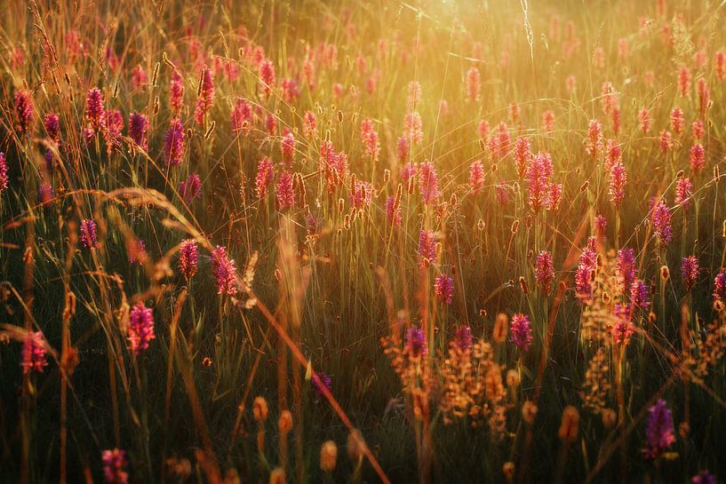 wild orchid by Hanneke de Vries-Koning