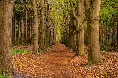 Old Forest Trails in Drente and Overijssel.