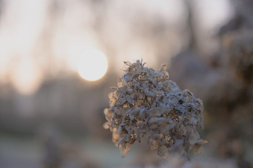 flowers part 235 by Tania Perneel