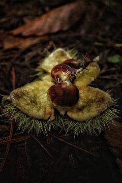 Herbst in den Niederlanden