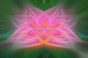 Twirl – Pinke Tulpe im Frühling