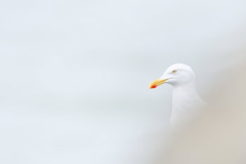 Zilvermeeuw portret