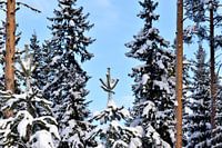 De spar in Lapland