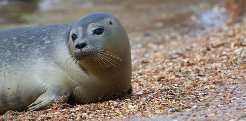A resting seal on Shell Beach